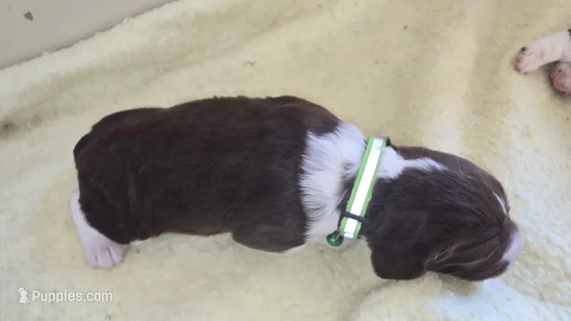 Green collar , a male English Springer Spaniel for sale in Seward, PA – Photo 1 of 10