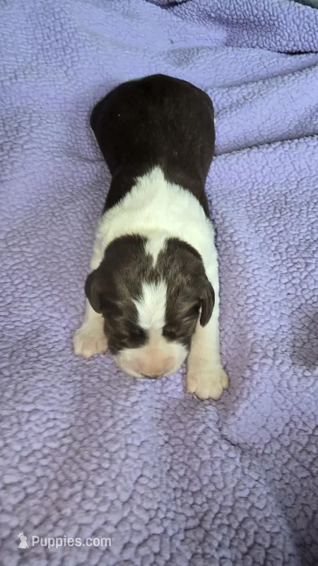 Female 3 – English Springer Spaniel puppy for sale in Seward, PA