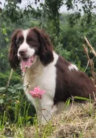 Female 3, a female English Springer Spaniel for sale in Seward, PA – Photo 9 of 9