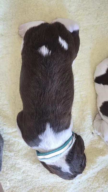 Teal collar – English Springer Spaniel puppy for sale in Seward, PA