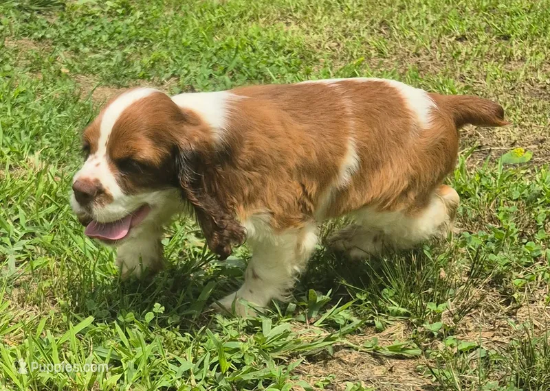 Cole – Cocker Spaniel puppy on hold in Grovespring, MO