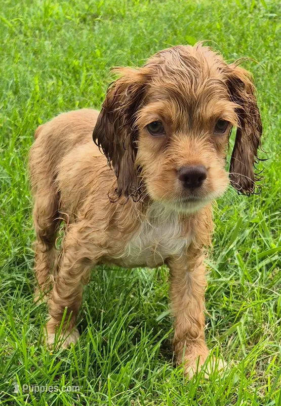 Conner – Cocker Spaniel puppy for sale in Grovespring, MO