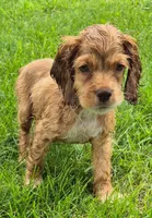 Conner, a male Cocker Spaniel for sale in Grovespring, MO – 1 of 10