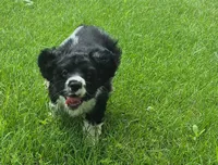 Caty, a female Cocker Spaniel for sale in Grovespring, MO – 7 of 10