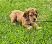Conner, a male Cocker Spaniel for sale in Grovespring, MO – 3 of 10