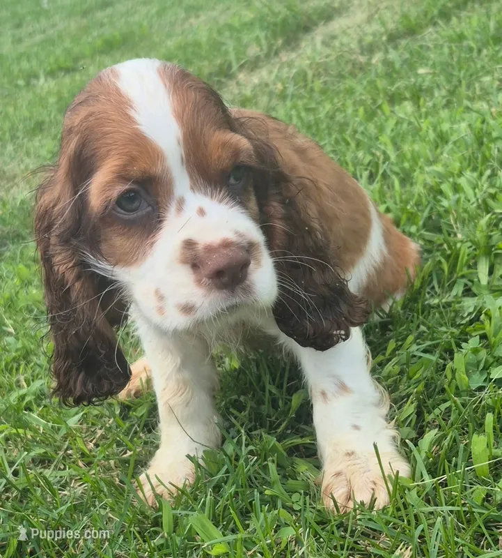 Cole – Cocker Spaniel puppy for sale in Grovespring, MO