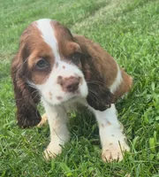 Col3e3s d3exz3ww2222, a male Cocker Spaniel for sale in Grovespring, MO – 1 of 7