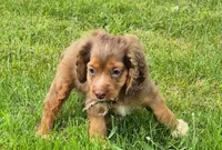 Henry, a male Cocker Spaniel and Havanese for sale in Grovespring, MO – 8 of 9