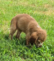Carrie, a female Cocker Spaniel for sale in Grovespring, MO – 9 of 9