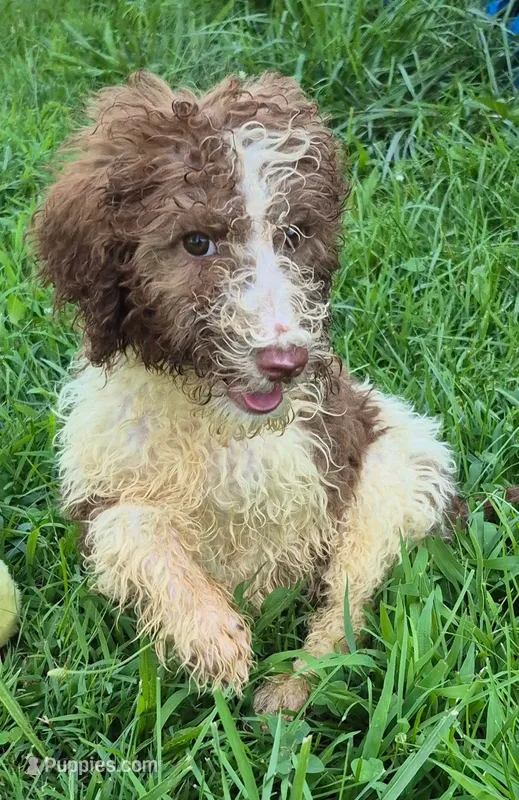 Patsy – Poodle - Standard  puppy for sale in Grovespring, MO