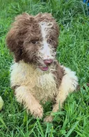 Patsy, a female Poodle - Standard  for sale in Grovespring, MO – 1 of 6