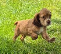 Carrie, a female Cocker Spaniel for sale in Grovespring, MO – 1 of 9