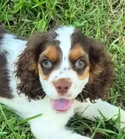 Chase, a male Cocker Spaniel for sale in Grovespring, MO – 9 of 9