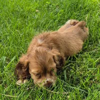 Carrie, a female Cocker Spaniel for sale in Grovespring, MO – 6 of 9