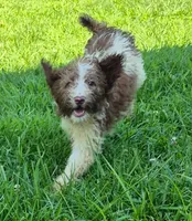Patsy, a female Poodle - Standard  for sale in Grovespring, MO – 3 of 6