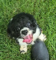 Caty, a female Cocker Spaniel for sale in Grovespring, MO – 4 of 10