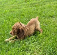 Conner, a male Cocker Spaniel for sale in Grovespring, MO – 6 of 10