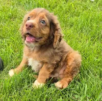 Henry, a male Cocker Spaniel and Havanese for sale in Grovespring, MO – 3 of 9