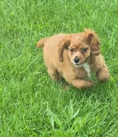 Cathy, a female Cocker Spaniel for sale in Grovespring, MO – 2 of 10