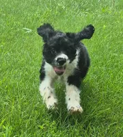 Caty, a female Cocker Spaniel for sale in Grovespring, MO – 3 of 10