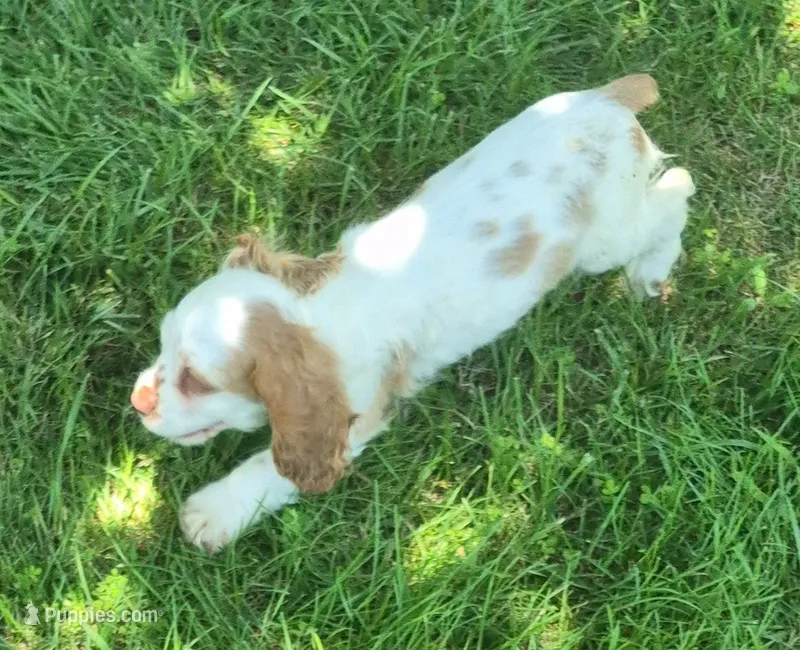 Carol – Cocker Spaniel puppy for sale in Grovespring, MO