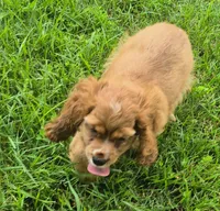 Cathy, a female Cocker Spaniel for sale in Grovespring, MO – 7 of 10