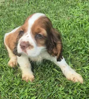 Col3e3s d3exz3ww2222, a male Cocker Spaniel for sale in Grovespring, MO – 3 of 7