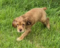 Conner, a male Cocker Spaniel for sale in Grovespring, MO – 7 of 10