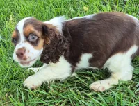 Chase, a male Cocker Spaniel for sale in Grovespring, MO – 7 of 9