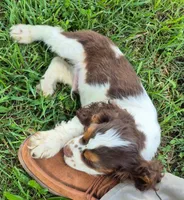 Chase, a male Cocker Spaniel for sale in Grovespring, MO – 8 of 9