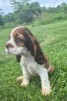 Col3e3s d3exz3ww2222, a male Cocker Spaniel for sale in Grovespring, MO – 4 of 7