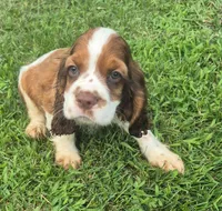Col3e3s d3exz3ww2222, a male Cocker Spaniel for sale in Grovespring, MO – 2 of 7