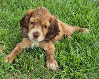 Carrie, a female Cocker Spaniel for sale in Grovespring, MO – 2 of 9