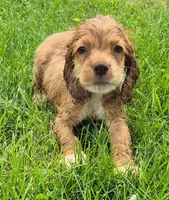 Conner, a male Cocker Spaniel for sale in Grovespring, MO – 8 of 10