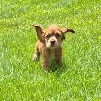 Carrie, a female Cocker Spaniel for sale in Grovespring, MO – 7 of 9