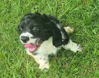 Caty, a female Cocker Spaniel for sale in Grovespring, MO – 6 of 10