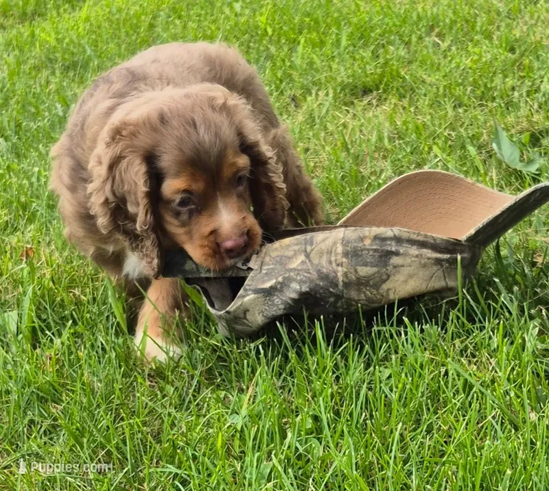 Henry – Cocker Spaniel, Havanese puppy for sale in Grovespring, MO