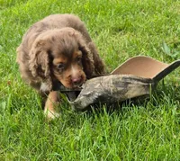 Henry, a male Cocker Spaniel and Havanese for sale in Grovespring, MO – 1 of 9
