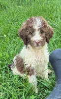 Patsy, a female Poodle - Standard  for sale in Grovespring, MO – 6 of 6