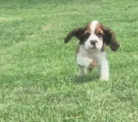 Col3e3s d3exz3ww2222, a male Cocker Spaniel for sale in Grovespring, MO – 5 of 7