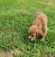 Carrie, a female Cocker Spaniel for sale in Grovespring, MO – 5 of 9