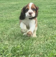 Col3e3s d3exz3ww2222, a male Cocker Spaniel for sale in Grovespring, MO – 6 of 7