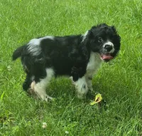 Caty, a female Cocker Spaniel for sale in Grovespring, MO – 8 of 10