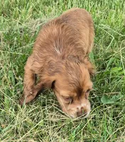 Carrie, a female Cocker Spaniel for sale in Grovespring, MO – 4 of 9