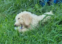 Penny, a female Poodle - Standard  for sale in Grovespring, MO – 4 of 4