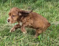 Henry, a male Cocker Spaniel and Havanese for sale in Grovespring, MO – 9 of 9