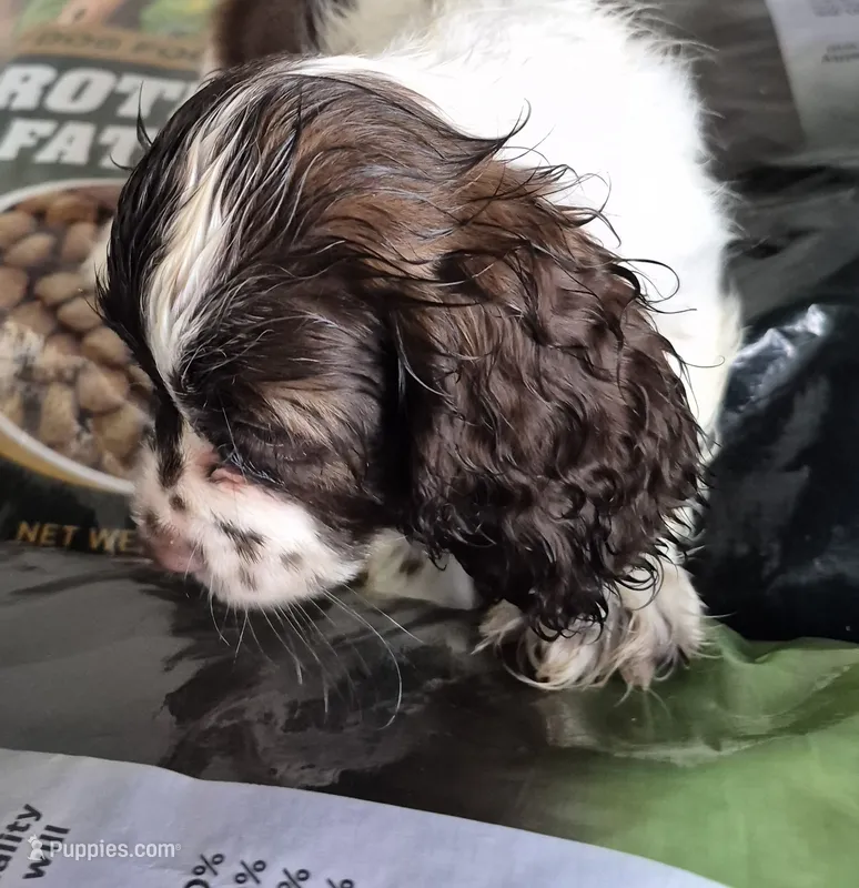 Cherish – Cocker Spaniel puppy for sale in Grovespring, MO
