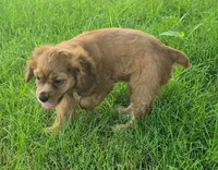 Cathy, a female Cocker Spaniel for sale in Grovespring, MO – 6 of 10