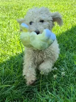 Penny, a female Poodle - Standard  for sale in Grovespring, MO – 2 of 4