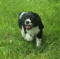 Caty, a female Cocker Spaniel for sale in Grovespring, MO – 9 of 10